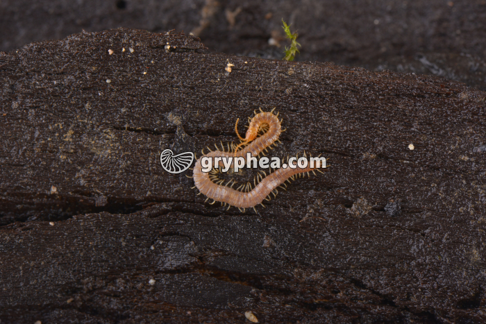 Géophile (Geophilus sp.) - gryphea.com